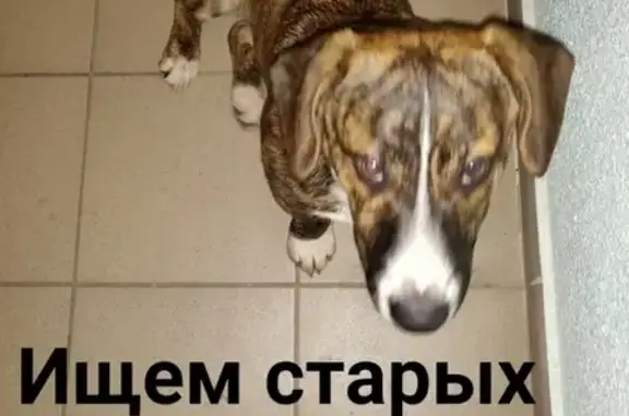 Найдена собака в Пензе на Арбековской заставе
