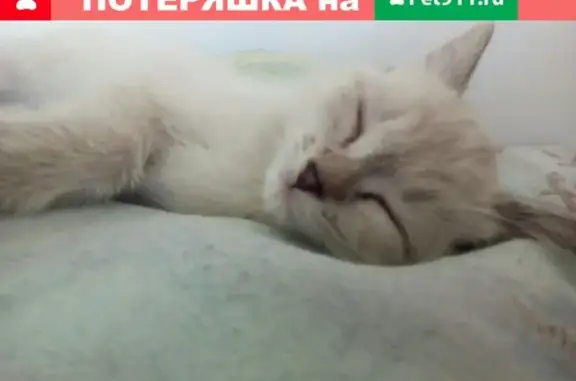 Пропала кошка по адресу ул. Дружба д.15 в Кызыле