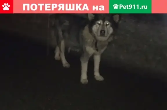 Пропала собака в Павловском Посаде 3 года назад
