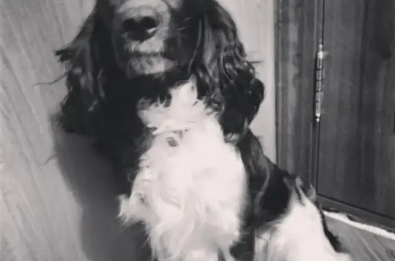 Пропала собака Кира в Тобольске