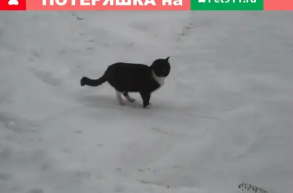 Найдена кошка в Череповце