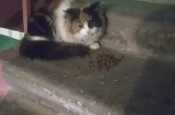 Найдена кошка в Коломне на ул. Макеева