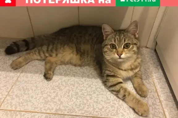 Найдена камышовая кошка (Екатеринбург)