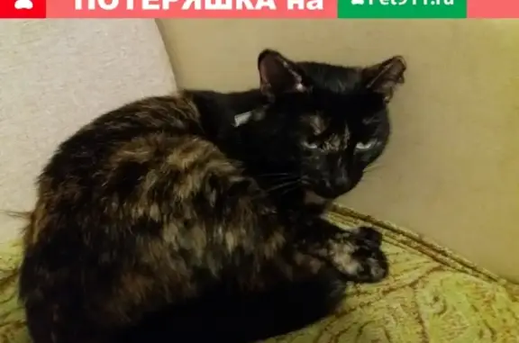 Найдена кошка с ошейником в районе 46 гимназии, Киров