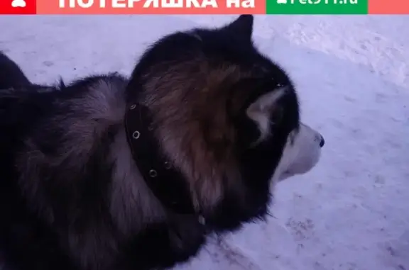 Найдена собака в Тульской области, село Пришня