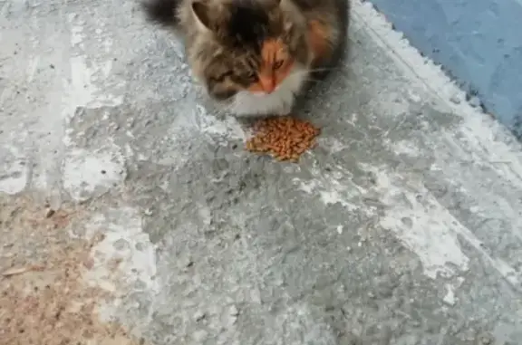 Найдена цветная кошка возле техникума в Пскове