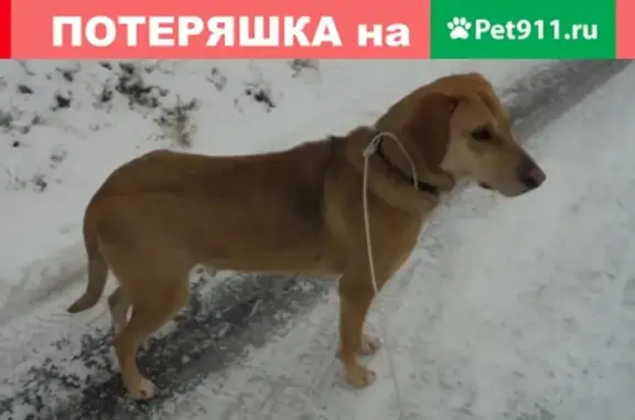 Найдена собака в Суджанском р-не, Курская обл.