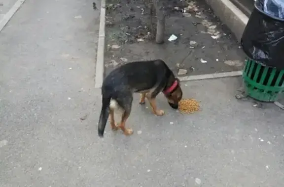 Потерянная собака на ул. С. Есенина, г. Краснодар