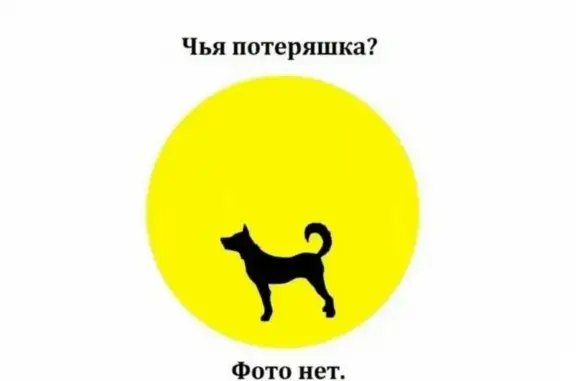 Найдена черная собака на ул. Зои Космодемьянской