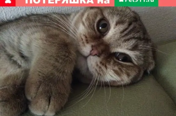 Пропала кошка Семка в Заветах Ильича, Пушкинский район, МО