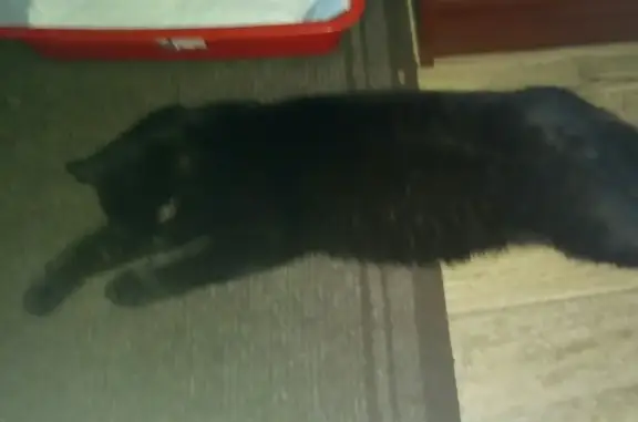 Пропала кошка Пусян в Киржаче, Владимирская область
