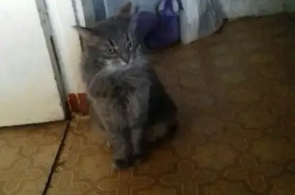 Пропала кошка на улице Нагуманова, 25Г (Башкортостан)