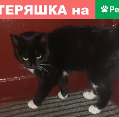 Потерян котенок на Мироновской, 40