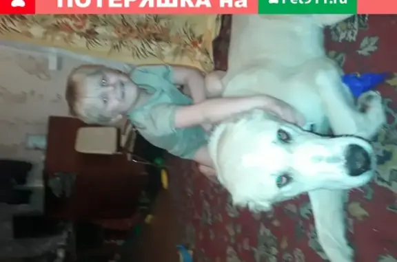 Пропала собака Адабайка в Муроме, Владимирская область