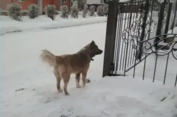 Собака найдена в Химках, Микрорайон Сходня, КП Фэмили Клаб.