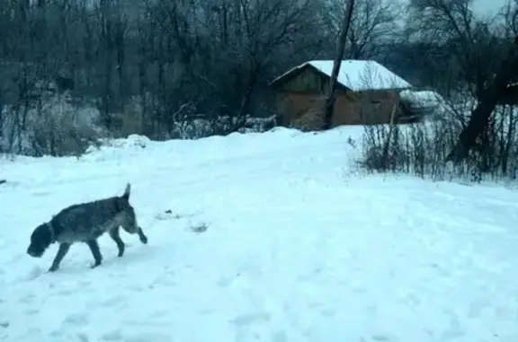 Собака с ошейником найдена в селе Шава, Нижегородская область.