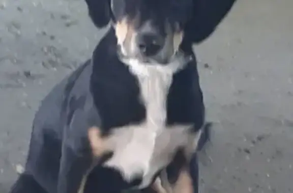 Пропала собака в Томилино, Московская область