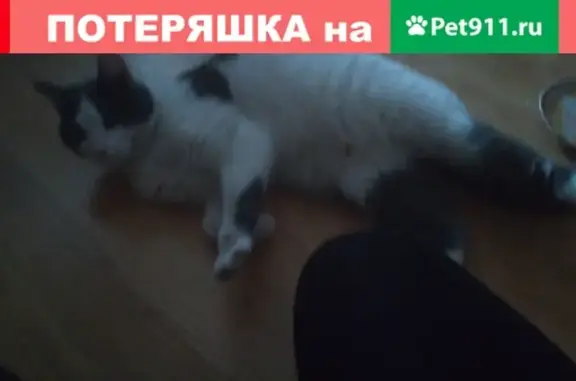 Найдена кошка на улице Отрадная, 15.