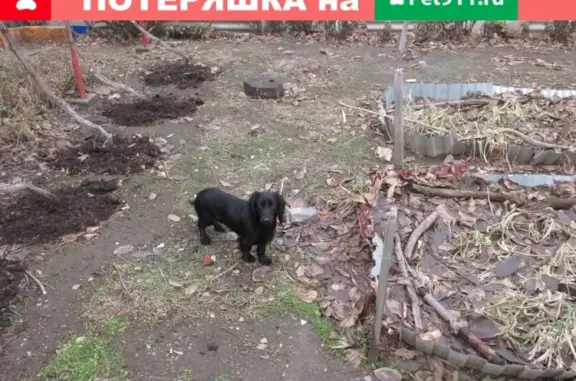 Найдена собака такса в Приморке, Ростовская область