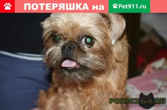 Пропала собака в Самаре, угол Мичурина и Н. Панова