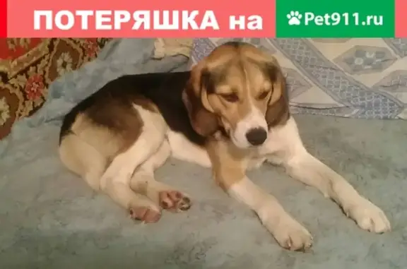 Собака найдена в Барановичах, Беларусь