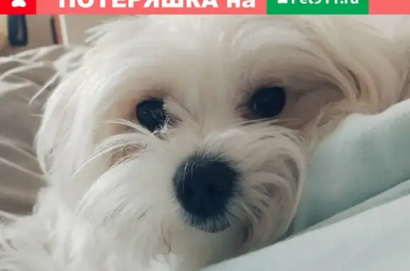 Пропала собака Боня в Подольске на Веллинга