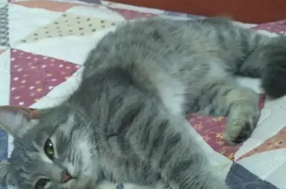 Найдена домашняя кошка в Усадах, ищем хозяина!