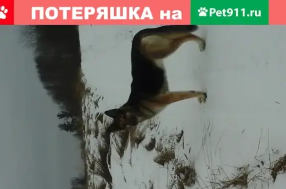 Собака-овчарка ищет дом в Ямме, Псковская обл.