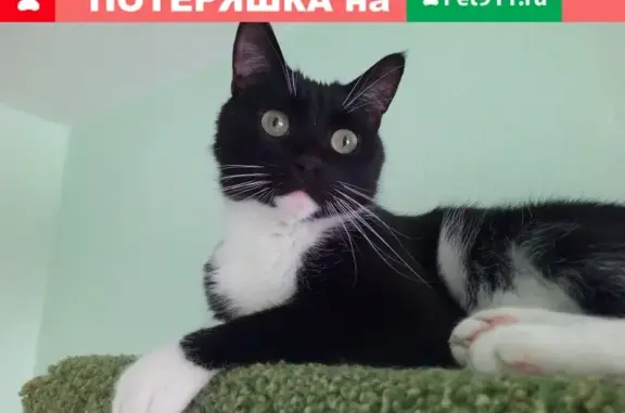 Пропала кошка Кот по кличке Реми в Путилково, Московская область