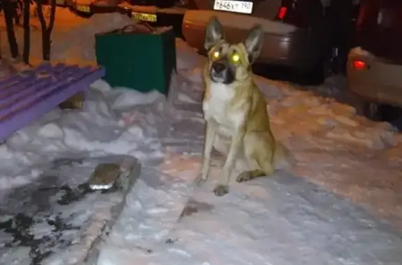 Собака Кобель с темной мордочкой в Железногорске