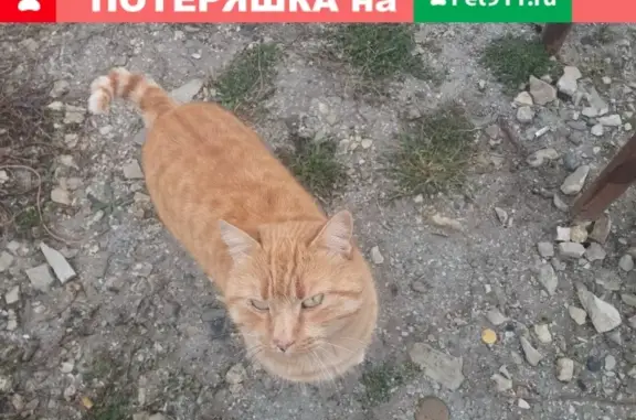 Пропала кошка на улице Видова, Новороссийск