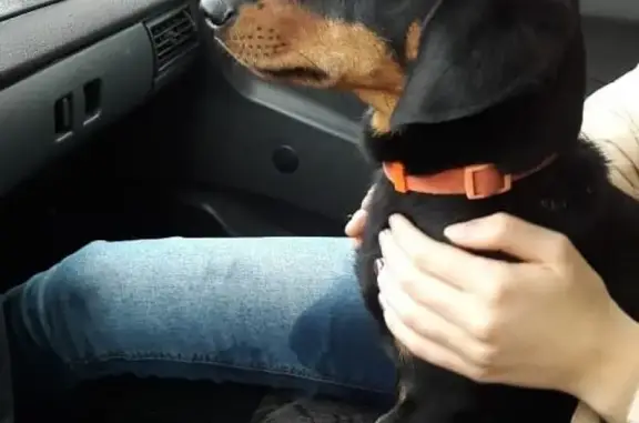 Найдена собака в Барнауле, район Гущина - ищем хозяина!
