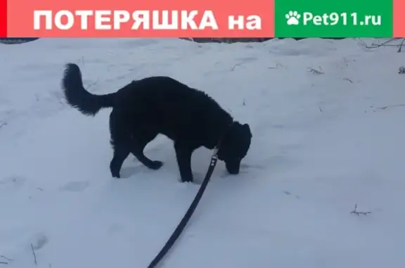 Пропала собака Мая в Новокузнецке