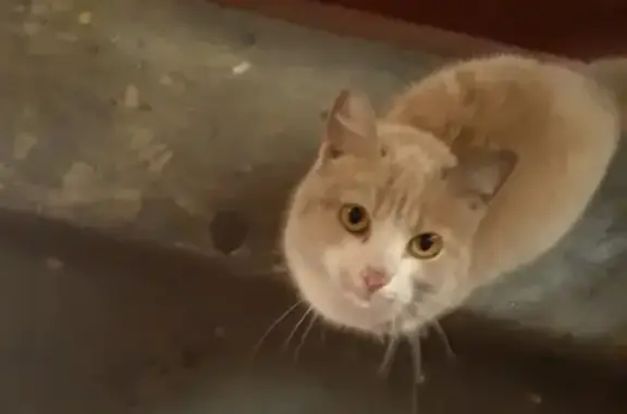 Найдена кошка на ул. Патриотов 35а, Кемерово