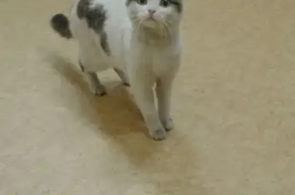 Найдена кошка на Леснополянском шоссе, ищу хозяев