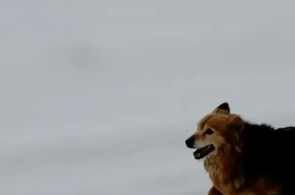Потерян упитанный пес в Шалготарьяне