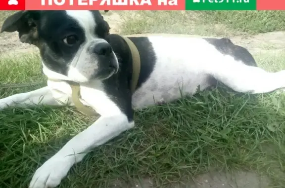 Пропала беременная собака в Черногорске, помогите найти!
