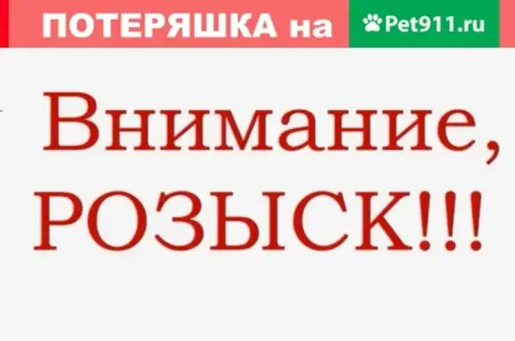 Пропала кошка на ул. Губкина, Октябрьский район