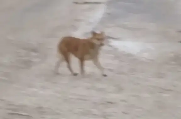 Найдена собака в Самаре, кошелев парк