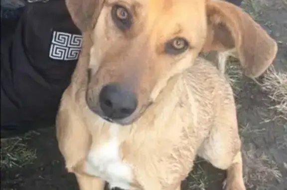 Пропала собака в Мостовском районе, Краснодарский край