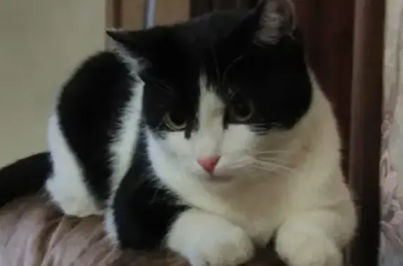 Кошки потеряшки, Металлплощадка, фото: Потеряшка кошка Ася в районе Металлплощадка, Кемеровская область