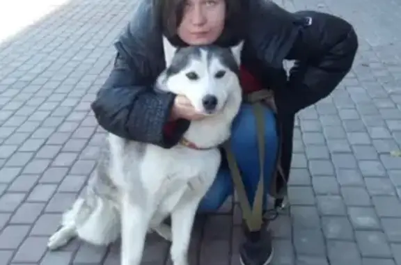 Пропала собака в Серпухове, прошу помощи