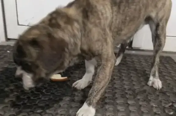 Найдена собака на Гардинке в Горно-Алтайске