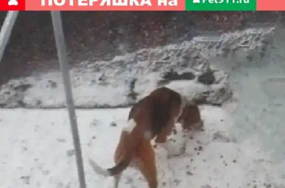 Пропала охотничья собака в Темникове, Республика Мордовия