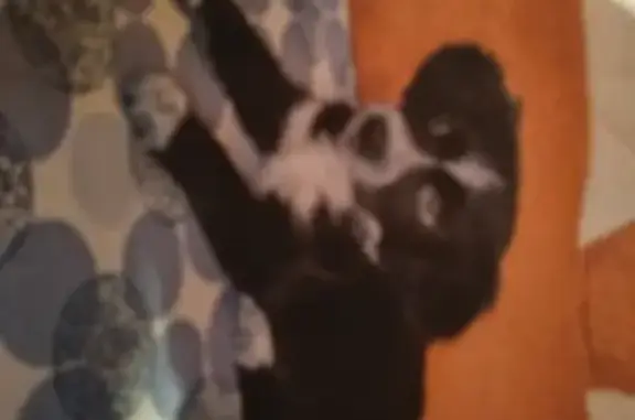 Собаки потеряшки, Шиханы, фото: Потеряшка собака в Шиханах, Саратовская область