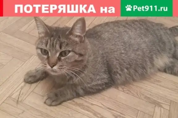 Найдена кошка в Красноярске, нужен дом или передержка!