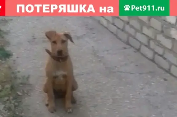 Пропала собака на ул. Октябрьской