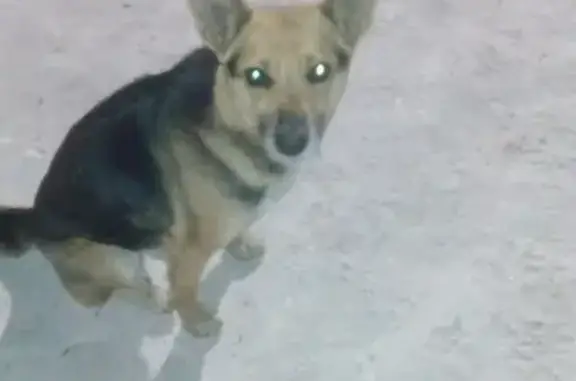 Пропала собака в Усть-Абакан районе, звоните по телефону