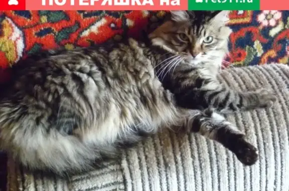 Пропал кот Мурзик на ул. Комсомольской, вознаграждение - 5000руб.
