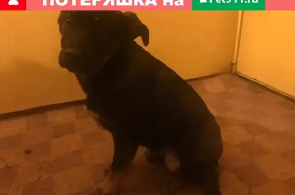 Найден щенок на Белинского 3 в Красноярске